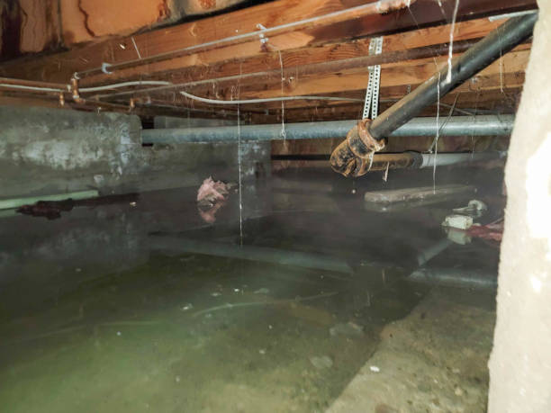 Best Ceiling water damage repair  in Ellisville, MO