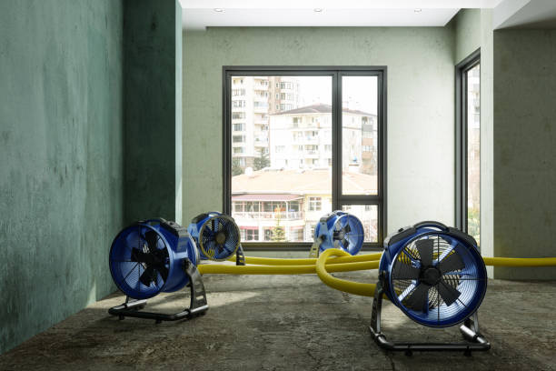 Best Water damage contractors near me  in Ellisville, MO